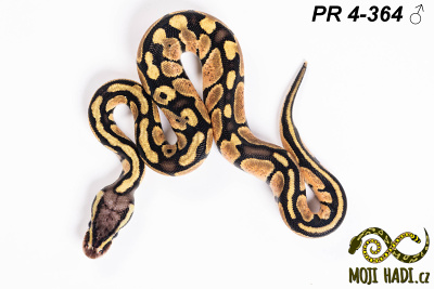 hadi na prodej, mládě, český chov hadů, odchov hadů, mojihadi.cz, Python regius, ballpython, krajta královská, Pastel, het Orange Ghost